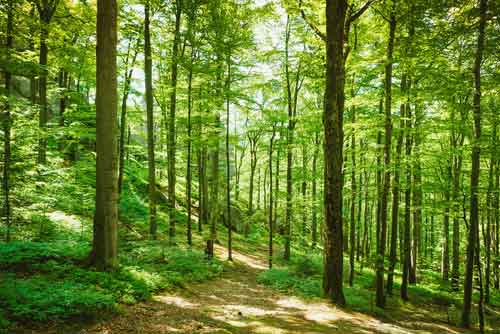 Bestattung Unvergessen Naturbestattung Baumbestattung